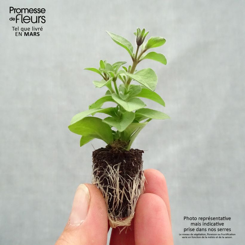 Exemplar von Petunia Chocolina Mini-Plug Ø 1,5/2,5 cm wie im Frühjahr geliefert