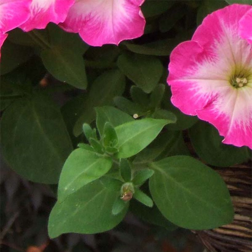 Petunia Corona Rose Rim (Laub)