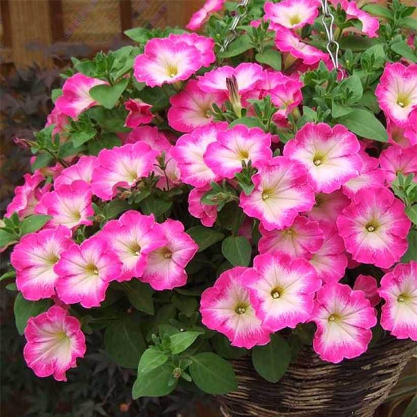 Petunia Corona Rose Rim (Wuchs)
