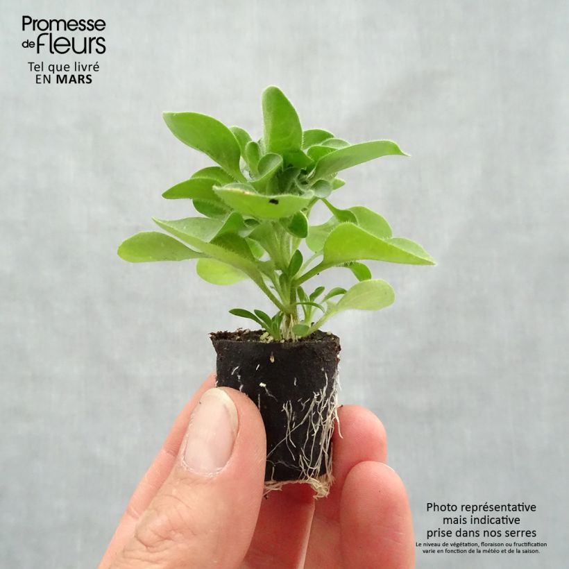 Exemplar von Petunia Crazytunia Cosmic Purple Mini-Plug Ø 1,5/2,5 cm wie im Frühjahr geliefert