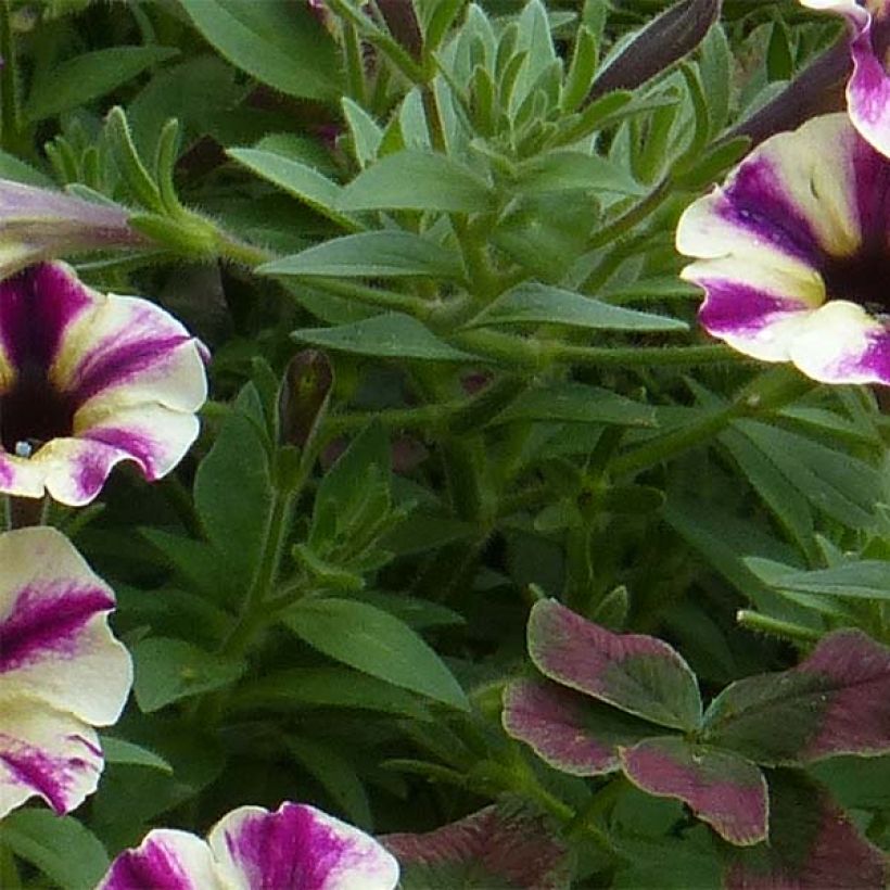 Petunia Dreamstar (Laub)
