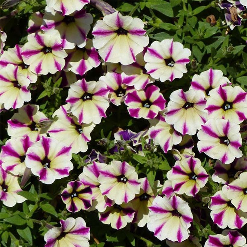 Petunia Dreamstar (Blüte)