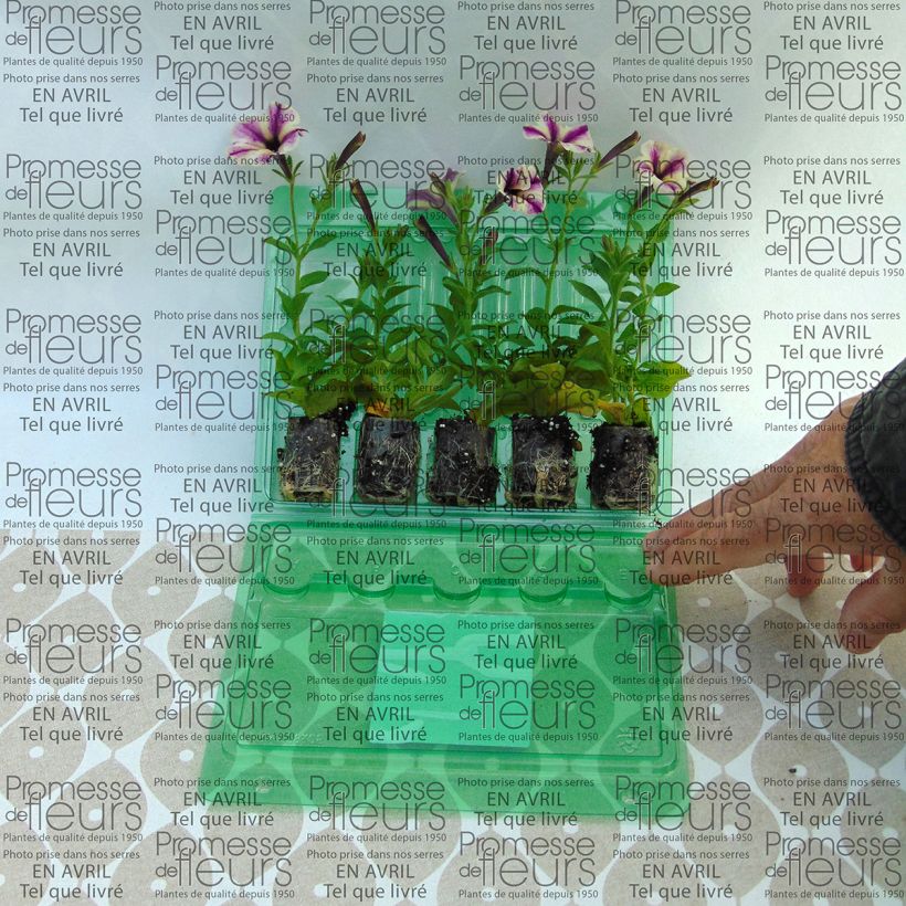 Beispiel eines Exemplars von Petunia Dreamstar Mini-Plug Ø 3/4 cm wie geliefert