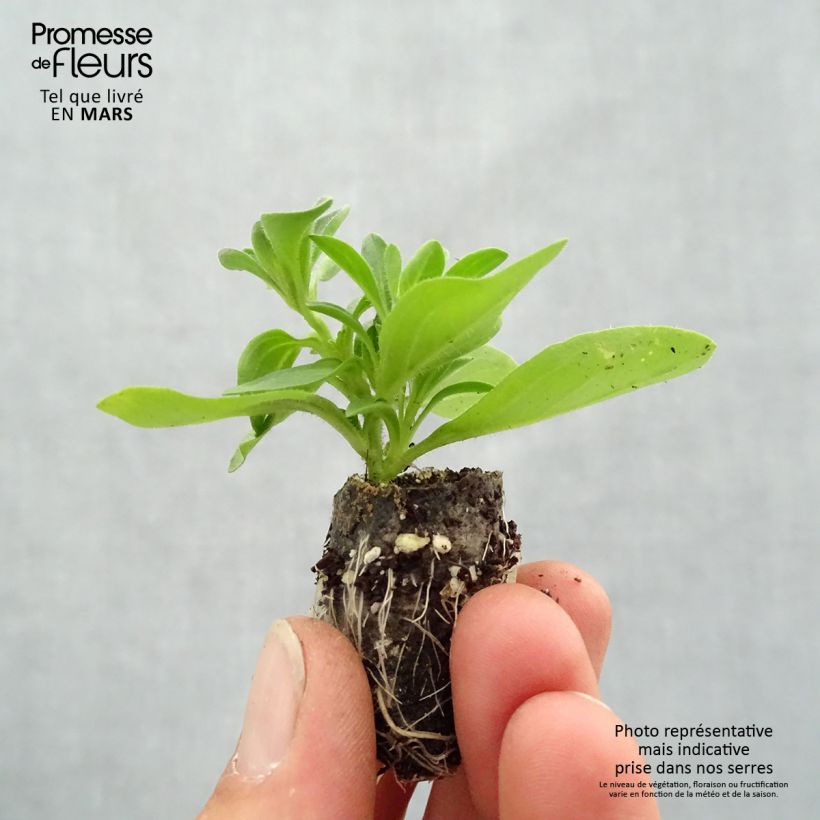 Exemplar von Petunia Lavender Sky Mini-Plug Ø 1,5/2,5 cm wie im Frühjahr geliefert