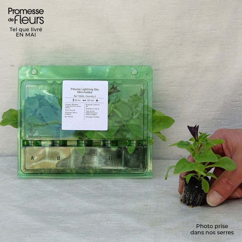 Exemplar von Petunia Lightning Sky Mini-Plug Ø 3/4 cm wie im Frühjahr geliefert