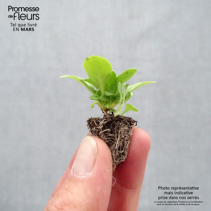 Example of Petunia Mambo Mix Mini-Plug: Plug 2,2 cm x 2 cm in Anzuchtplatte à 35 Stück as you get in printemps