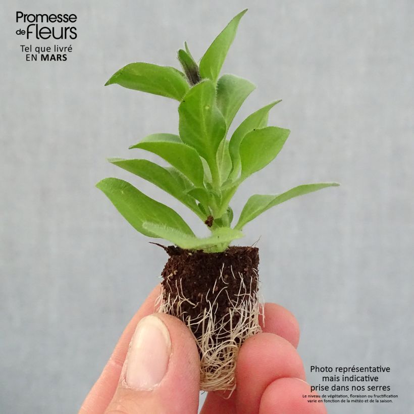 Exemplar von Petunia Merlot Mini-Plug Ø 1,5/2,5 cm wie im Frühjahr geliefert