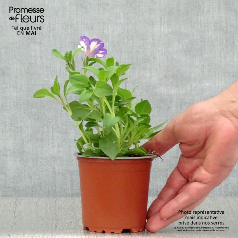 Exemplar von Petunia Night Sky Topf 10 cm/11cm wie im Frühjahr geliefert