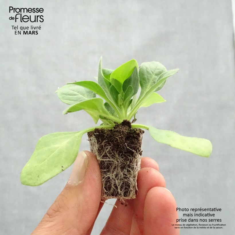 Exemplar von Petunia Parure Mix Jardi-Plug: Wurzelballen 3,8 cm x 3,2 cm in Anzuchtplatte à 15 Stück. wie im Frühjahr geliefert