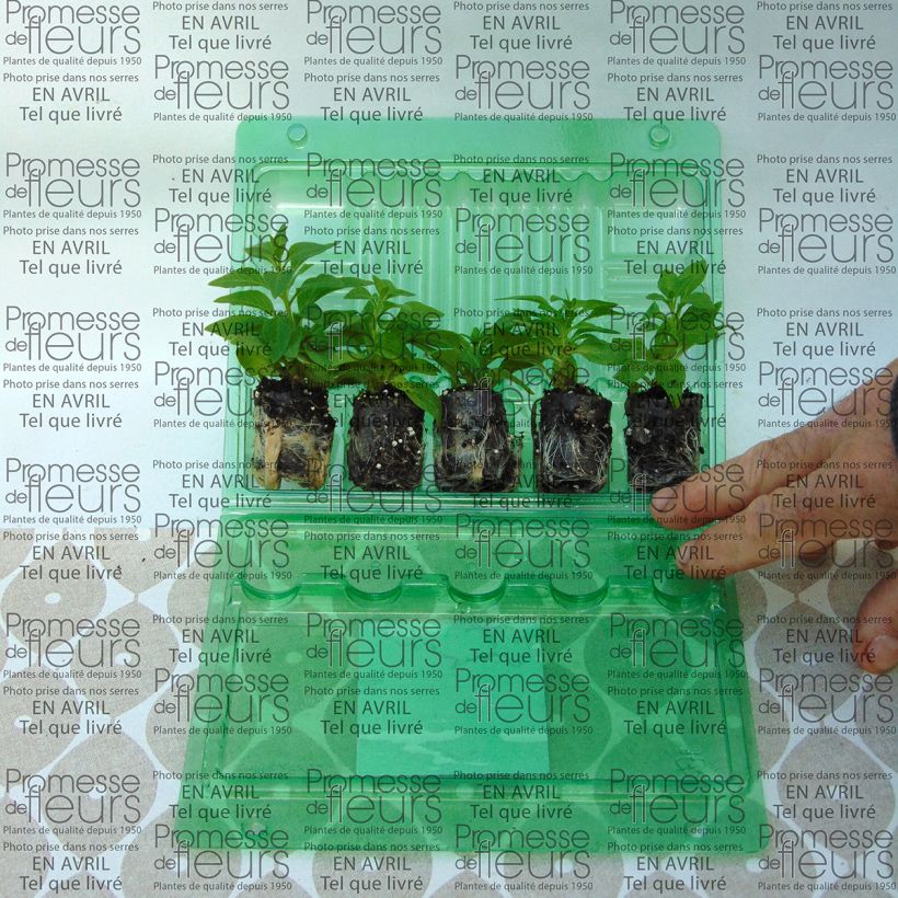 Example of Petunia Pink Star Mini-Plug Ø 3/4 cm as you get