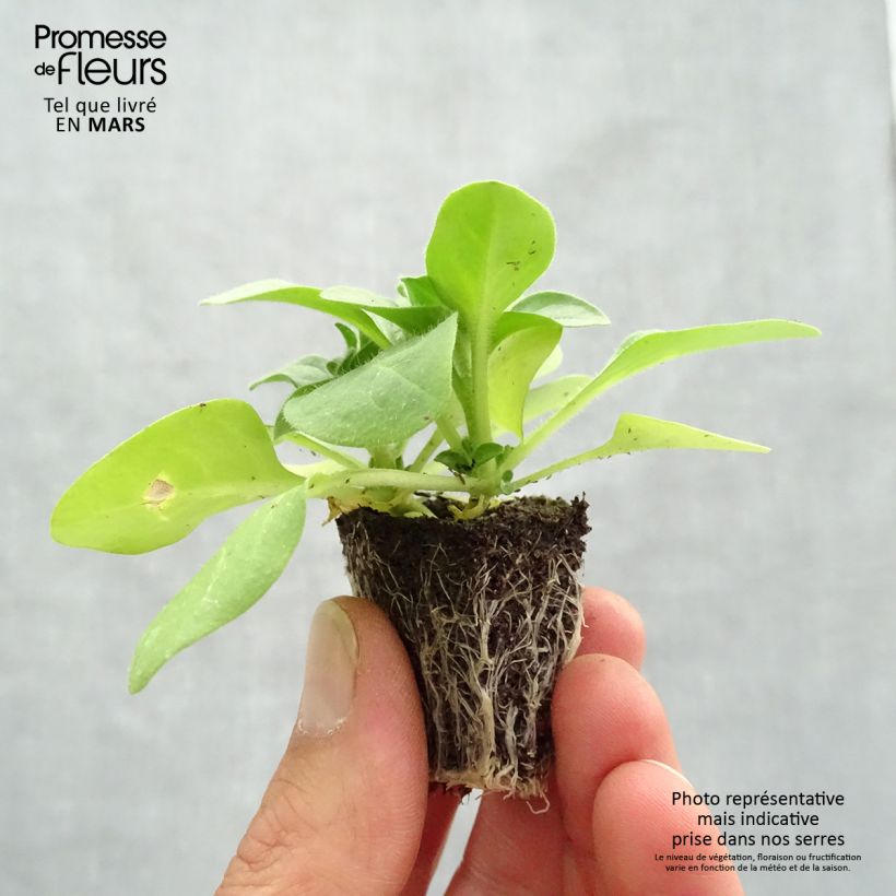 Exemplar von Petunia Pirouette rose Jardi-Plug: Wurzelballen 3,8 cm x 3,2 cm in Anzuchtplatte à 15 Stück. wie im Frühjahr geliefert