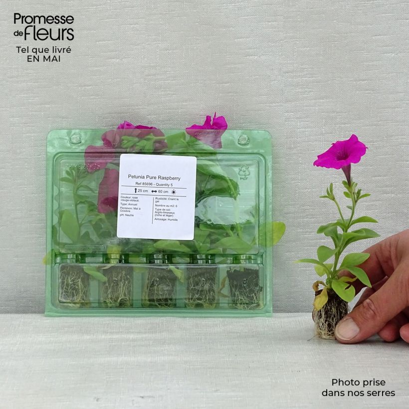 Example of Petunia surfinia Pure Raspberry Mini-Plug Ø 1,5/2,5 cm as you get in printemps