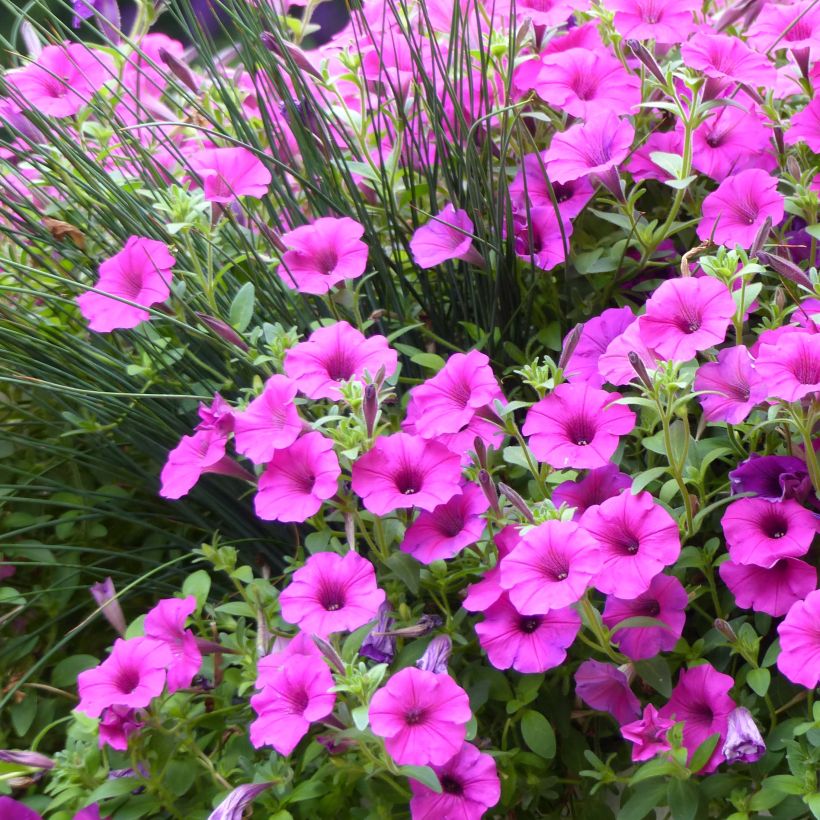Petunia surfinia Pure Raspberry (Flowering)