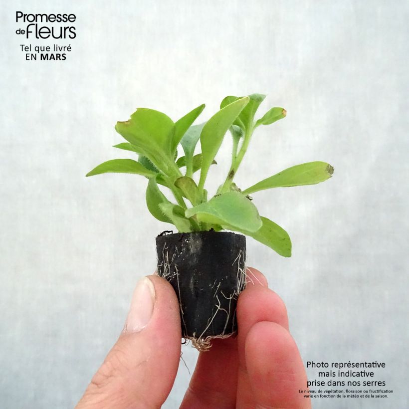 Exemplar von Petunia Red Carpet Collection Rimarkable Mini-Plug Ø 1,5/2,5 cm wie im Frühjahr geliefert