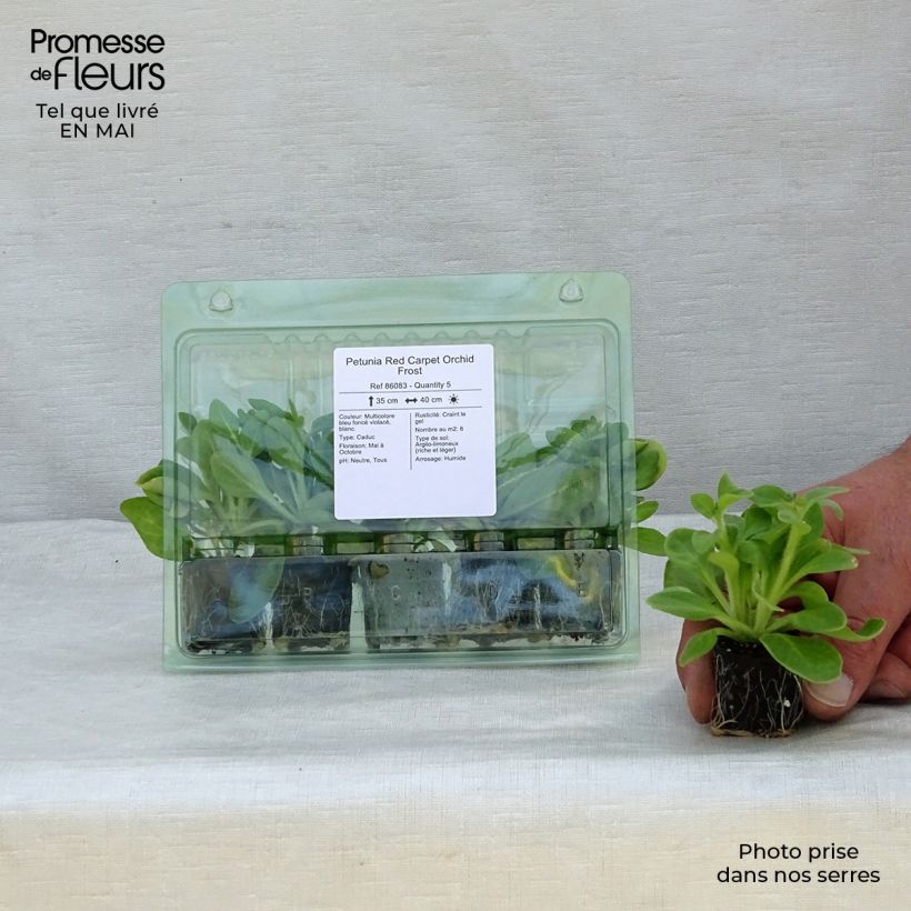 Exemplar von Petunia Red Carpet Orchid Frost Mini-Plug Ø 3/4 cm wie im Frühjahr geliefert