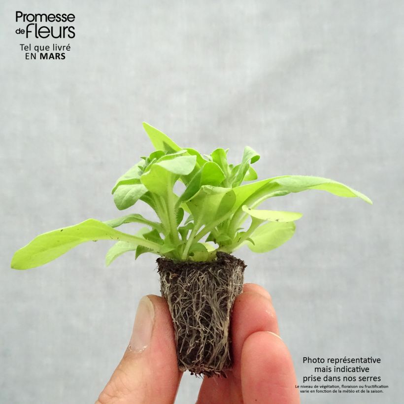 Exemplar von Petunia Sophistica Lime Green Jardi-Plug: Wurzelballen 3,8 cm x 3,2 cm in Anzuchtplatte à 15 Stück. wie im Frühjahr geliefert