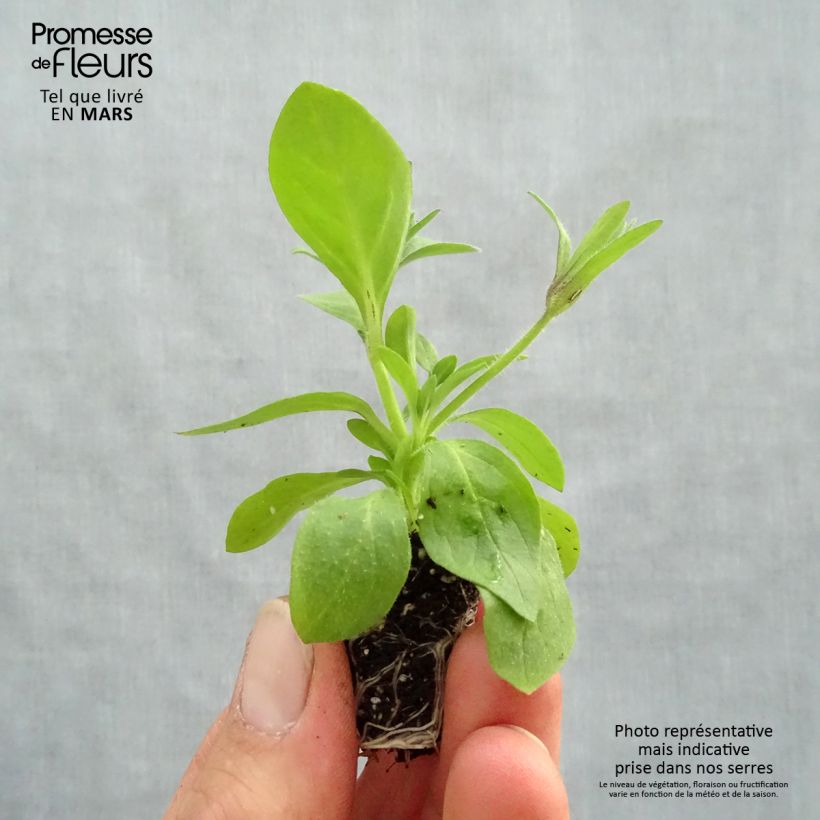 Exemplar von Petunia Splash Dance Magenta Mambo Mini-Plug Ø 3/4 cm wie im Frühjahr geliefert