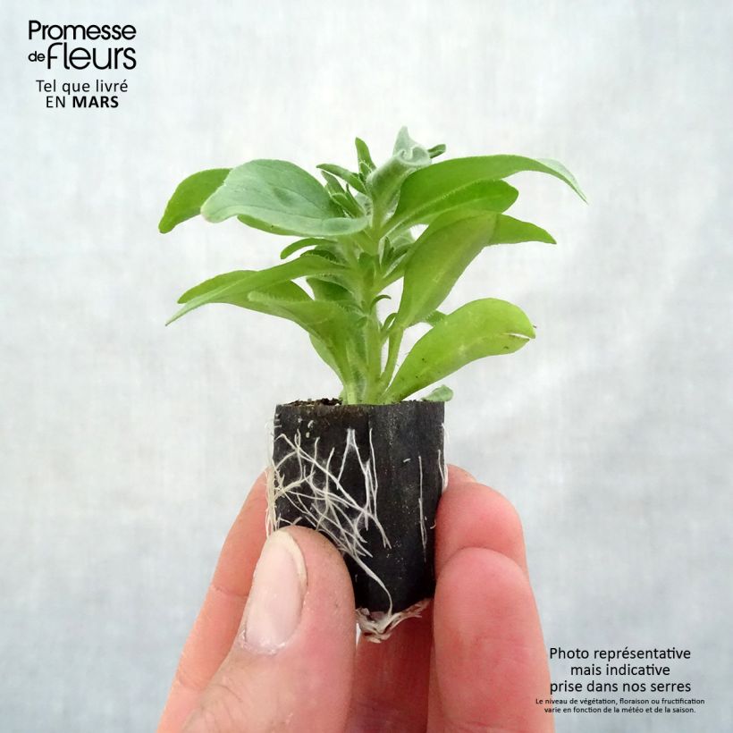 Example of Petunia Sugar Plum Mini-Plug Ø 1,5/2,5 cm as you get in printemps
