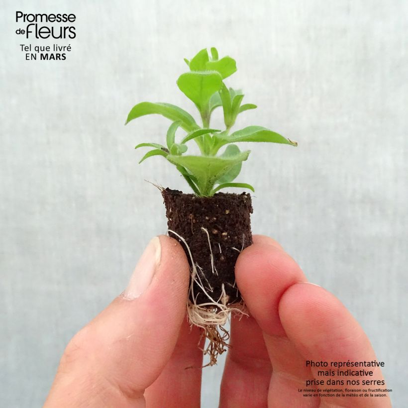 Example of Petchoa hybrida SuperCal Red Maple Mini-Plug Ø 1,5/2,5 cm as you get in printemps