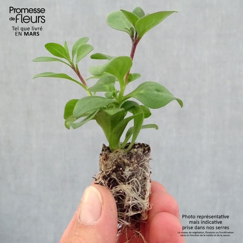 Exemplar von Petunia Supertunia Bordeaux Mini-Plug Ø 1,5/2,5 cm wie im Frühjahr geliefert