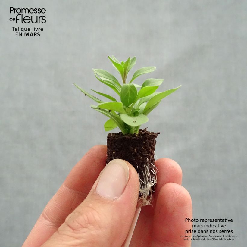 Exemplar von Petunia Supertunia Bordeaux Purple Vein Mini-Plug Ø 3/4 cm wie im Frühjahr geliefert