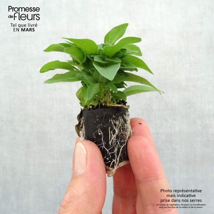 Example of Petunia Supertunia Pink Star Mini-Plug Ø 3/4 cm as you get in printemps