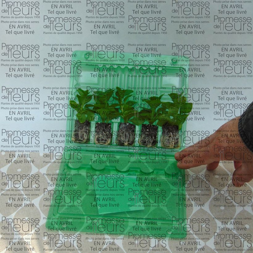 Example of Petunia Supertunia Raspberry Blast Mini-Plug Ø 3/4 cm as you get