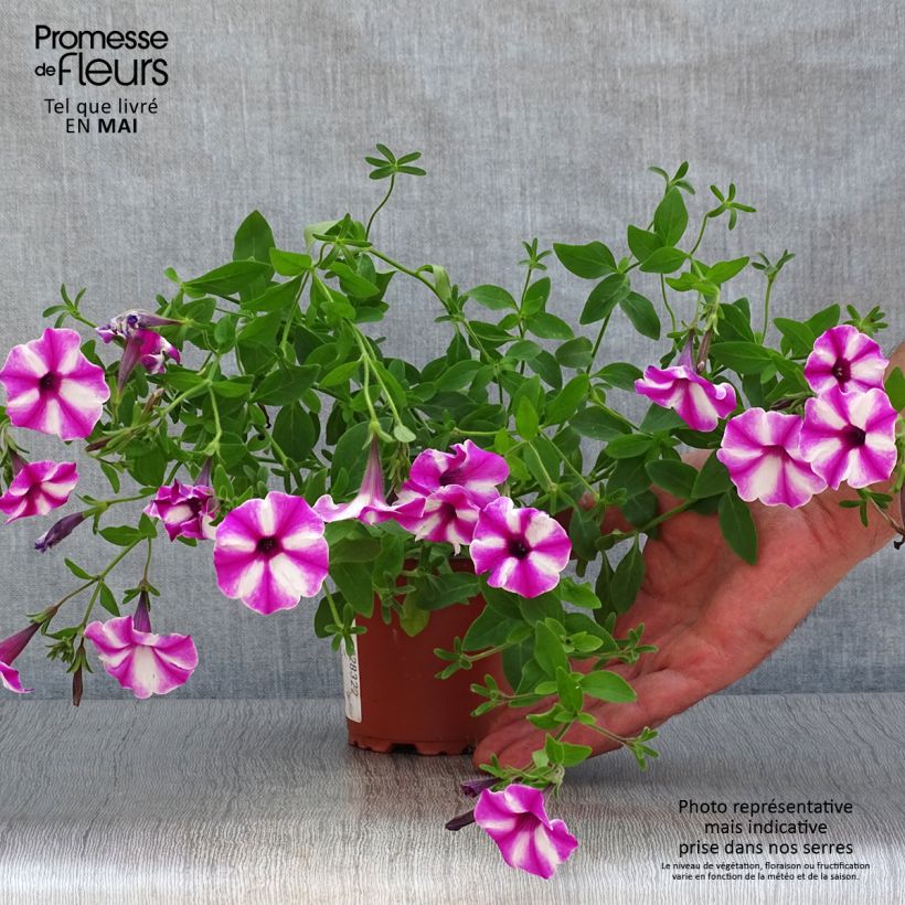 Exemplar von Petunia Raspberry Star Kleine Töpfe von 8/9 cm wie im Frühjahr geliefert