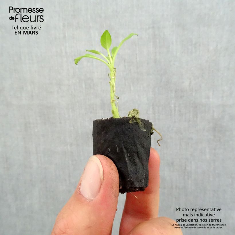 Example of Petunia Supertunia Vista Bubblegum Mini-Plug Ø 3/4 cm as you get in printemps