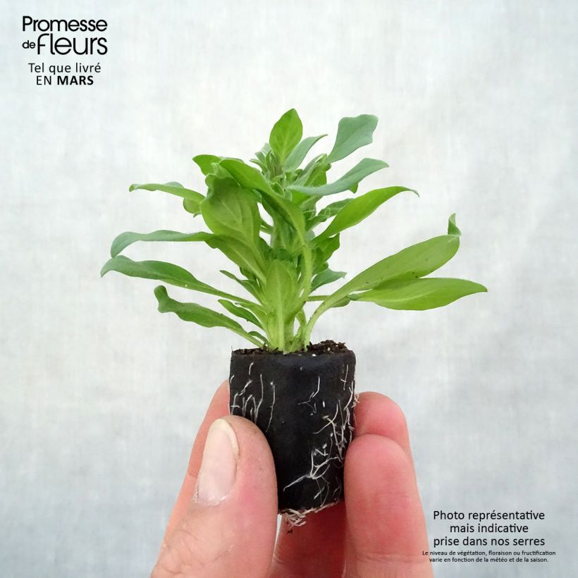 Exemplar von Petunia Supertunia Vista Fuchsia Mini-Plug Ø 3/4 cm wie im Frühjahr geliefert