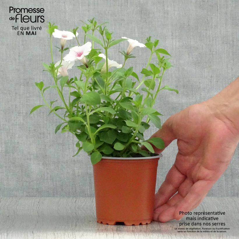 Exemplar von Petunia Supertunia Vista Silverberry Kleine Töpfe von 8/9 cm wie im Frühjahr geliefert