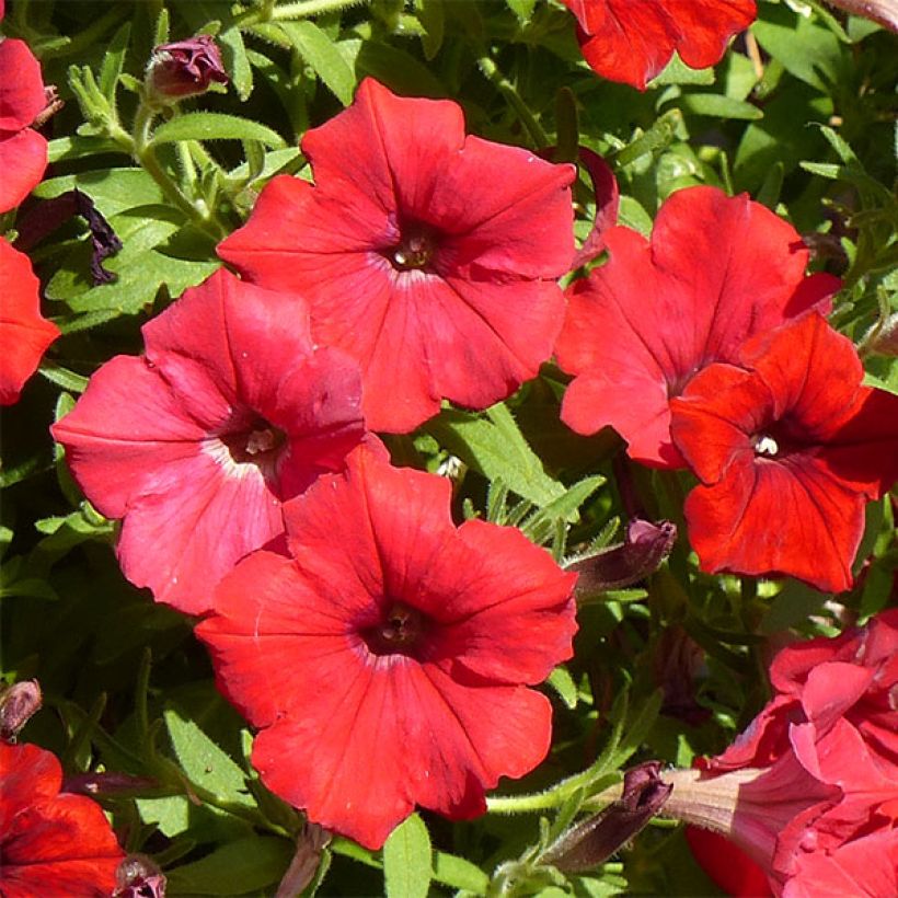 Petunia surfinia Deep Red (Flowering)
