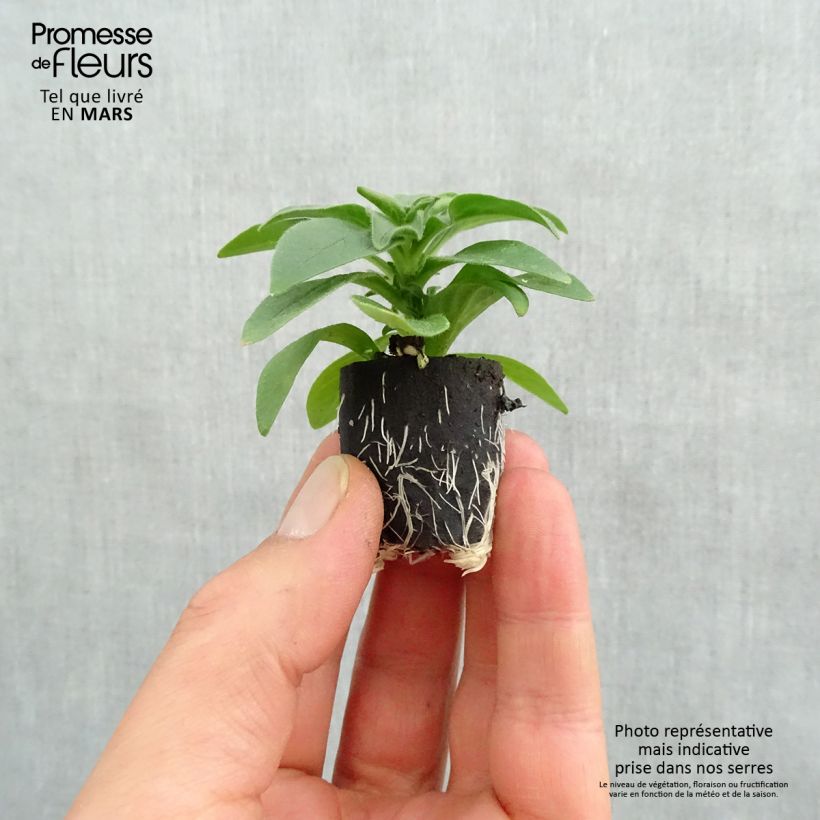 Example of Petunia surfinia Deep Red Mini-Plug Ø 3/4 cm as you get in printemps