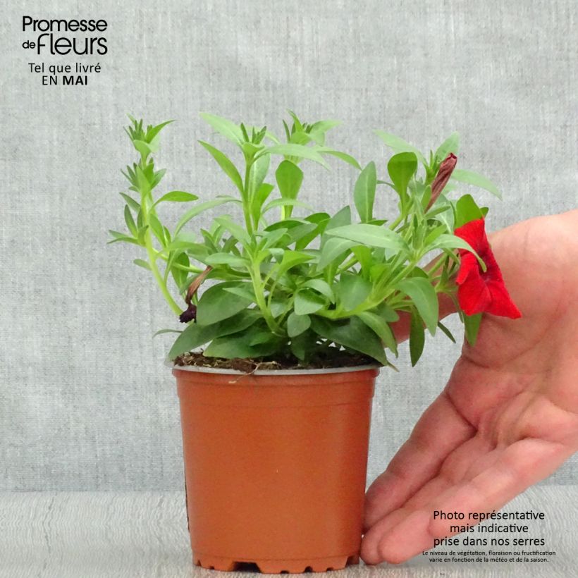 Example of Petunia surfinia Deep Red Kleine Töpfe von 8/9 cm as you get in printemps