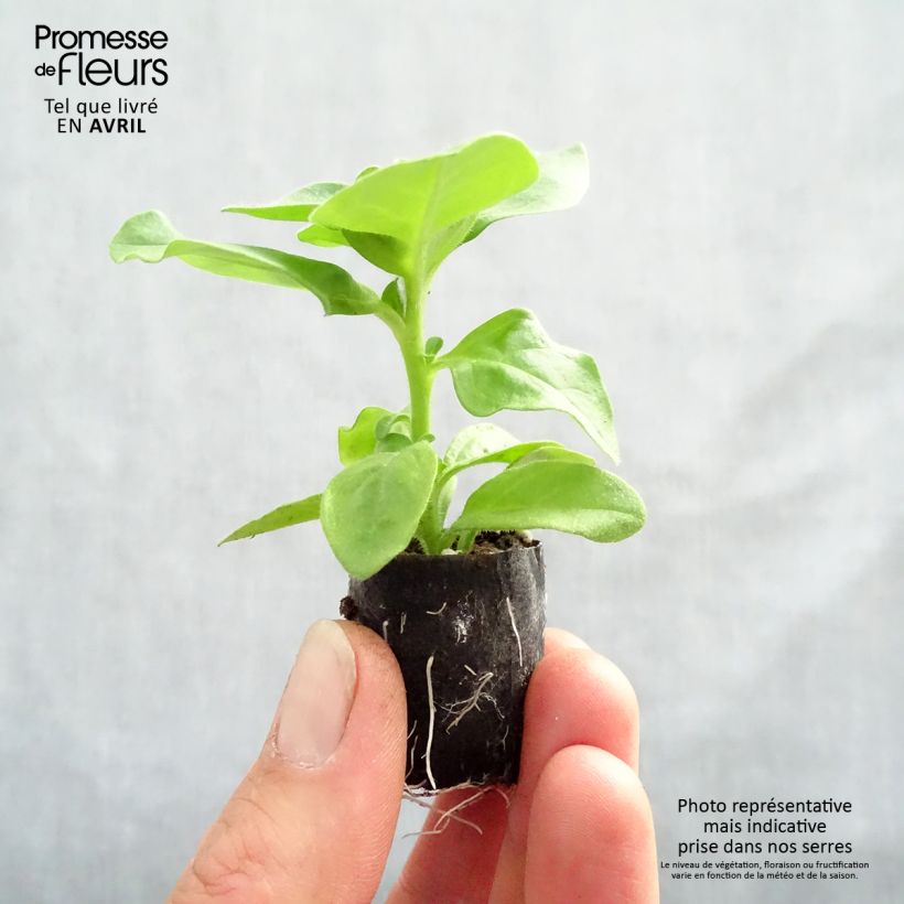 Exemplar von Petunia surfinia Double Lilac Mini-Plug Ø 3/4 cm wie im Frühjahr geliefert