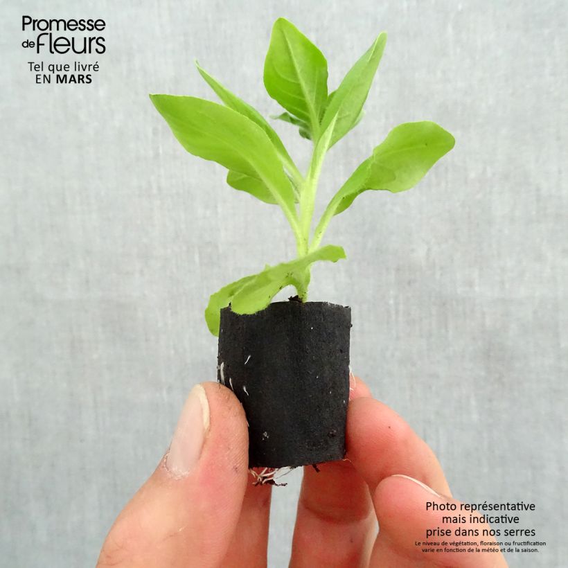 Example of Petunia surfinia Giant Blue Mini-Plug Ø 3/4 cm as you get in printemps
