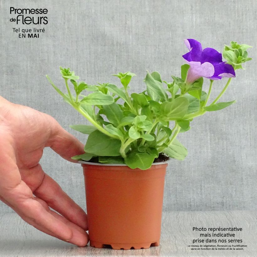 Example of Petunia surfinia Giant Blue Kleine Töpfe von 8/9 cm as you get in printemps