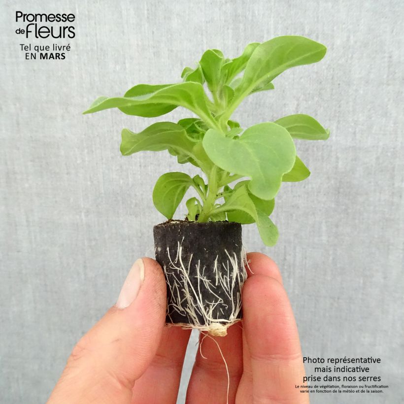 Exemplar von Petunia surfinia Heavenly Blue Mini-Plug Ø 3/4 cm wie im Frühjahr geliefert