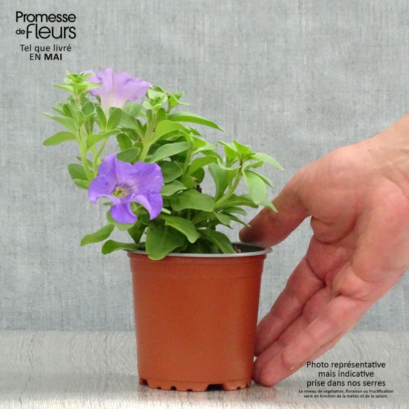 Exemplar von Petunia surfinia Heavenly Blue Kleine Töpfe von 8/9 cm wie im Frühjahr geliefert