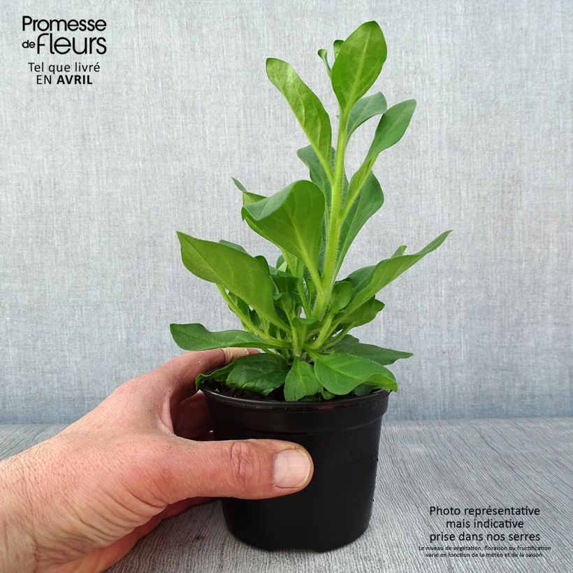 Exemplar von Petunia surfinia Hot Pink Topf 10 cm/11cm wie im Frühjahr geliefert