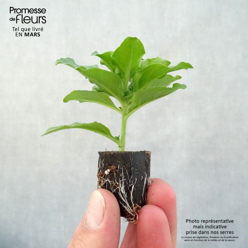 Exemplar von Petunia surfinia Purple Mini-Plug Ø 3/4 cm wie im Frühjahr geliefert