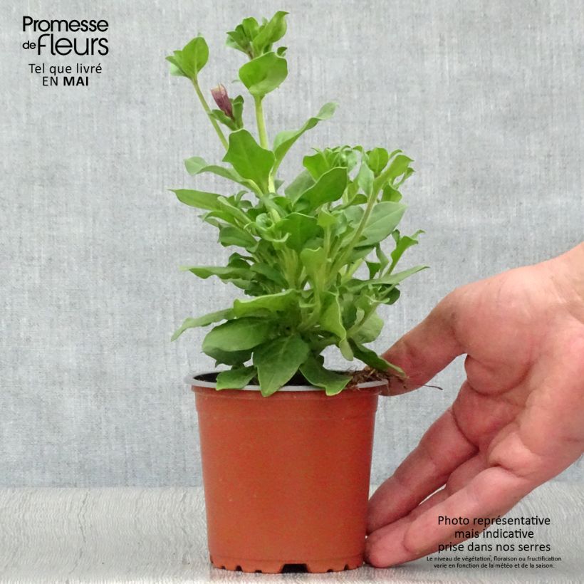 Exemplar von Petunia surfinia Purple Kleine Töpfe von 8/9 cm wie im Frühjahr geliefert