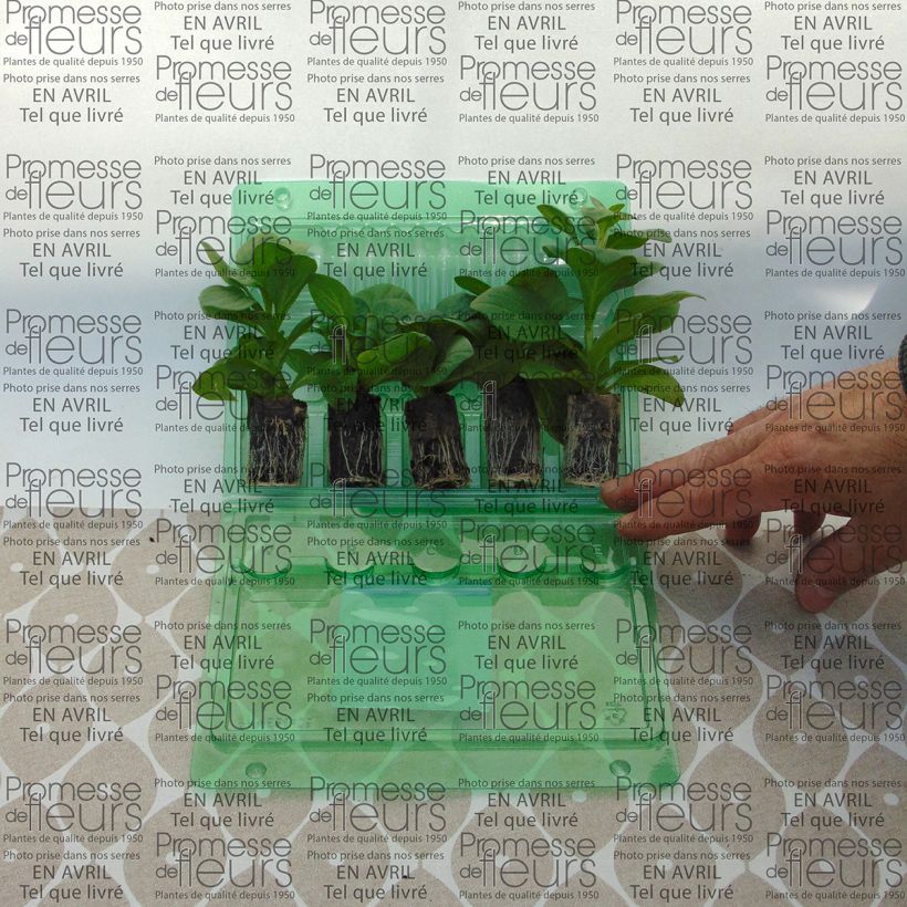 Beispiel eines Exemplars von Petunia surfinia Sky Blue Mini-Plug Ø 3/4 cm wie geliefert