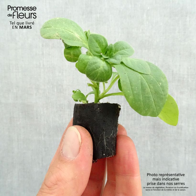 Exemplar von Petunia surfinia Snow Mini-Plug Ø 3/4 cm wie im Frühjahr geliefert