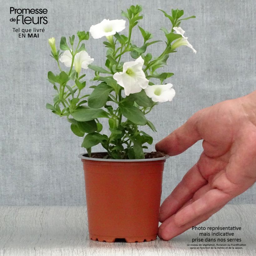 Exemplar von Petunia surfinia Snow Kleine Töpfe von 8/9 cm wie im Frühjahr geliefert