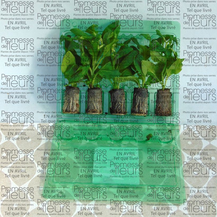 Example of Petunia surfinia Sumo Rose Mini-Plug Ø 3/4 cm as you get