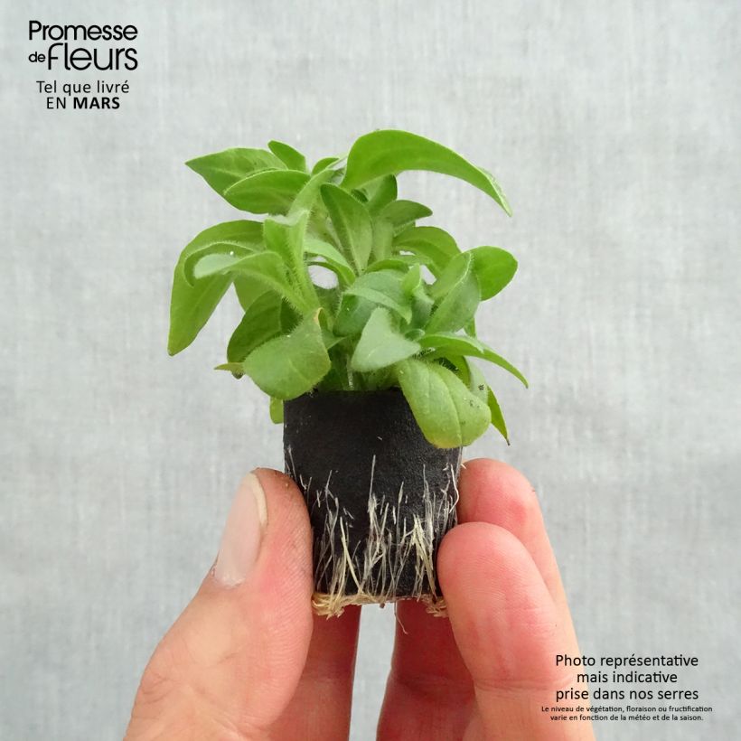 Exemplar von Petunia surfinia Yellow Mini-Plug Ø 3/4 cm wie im Frühjahr geliefert