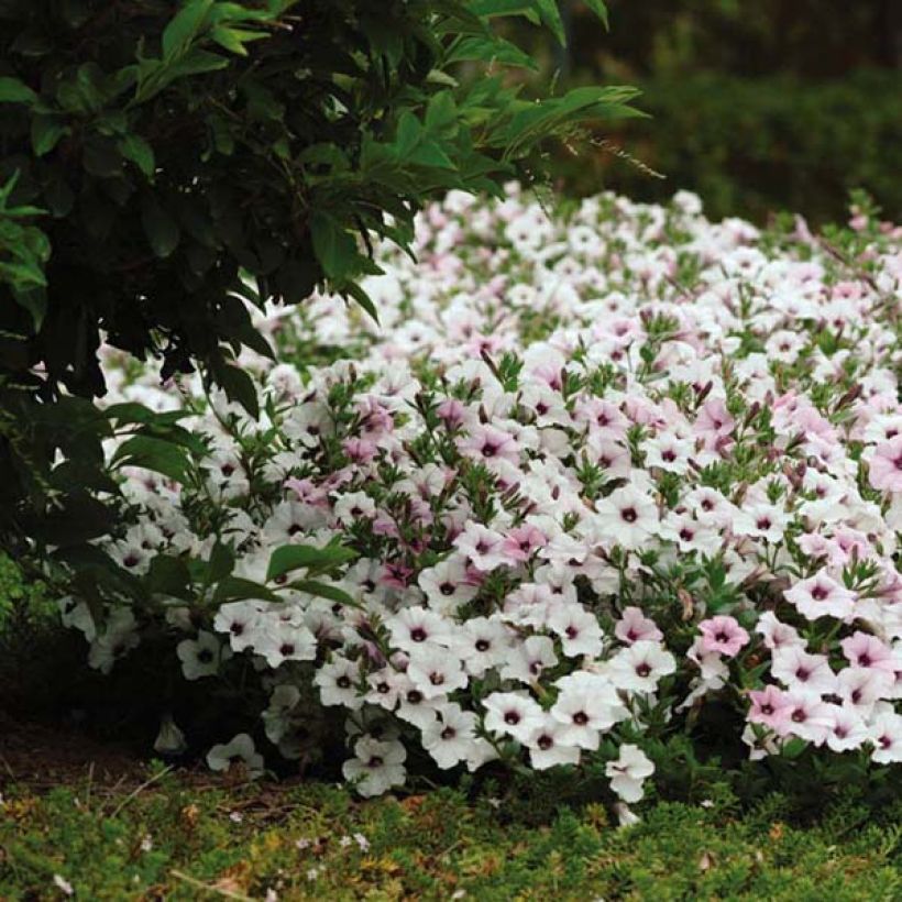 Petunia Tidal Wave F1 Silver (Wuchs)