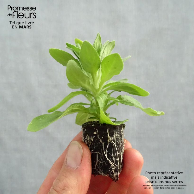 Exemplar von Petunia Tumbelina Anna Mini-Plug Ø 3/4 cm wie im Frühjahr geliefert