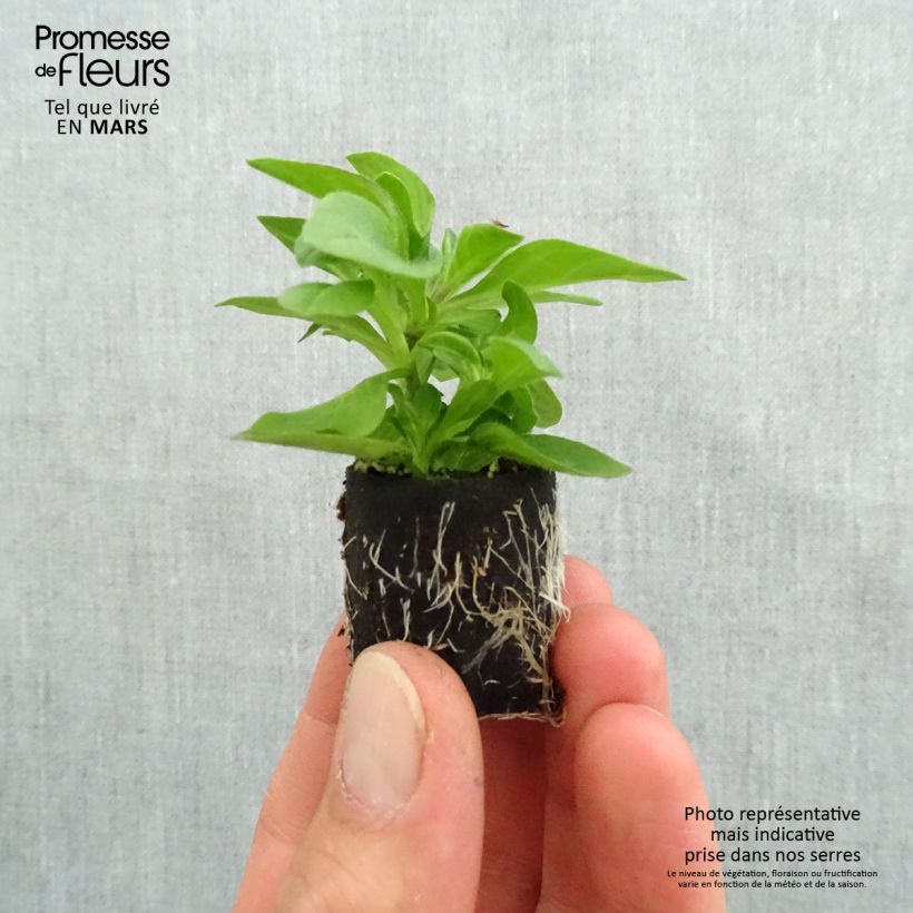 Exemplar von Petunia surfinia Tumbelina Belinda Mini-Plug Ø 3/4 cm wie im Frühjahr geliefert